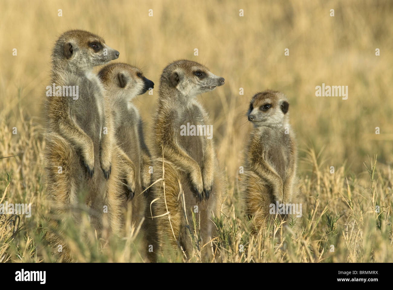 Quattro Suricates o meerkat in piedi sulle loro gambe di cerva Foto Stock