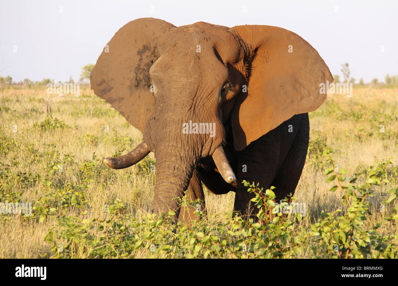 Ritratto di un elefante africano bull Foto Stock