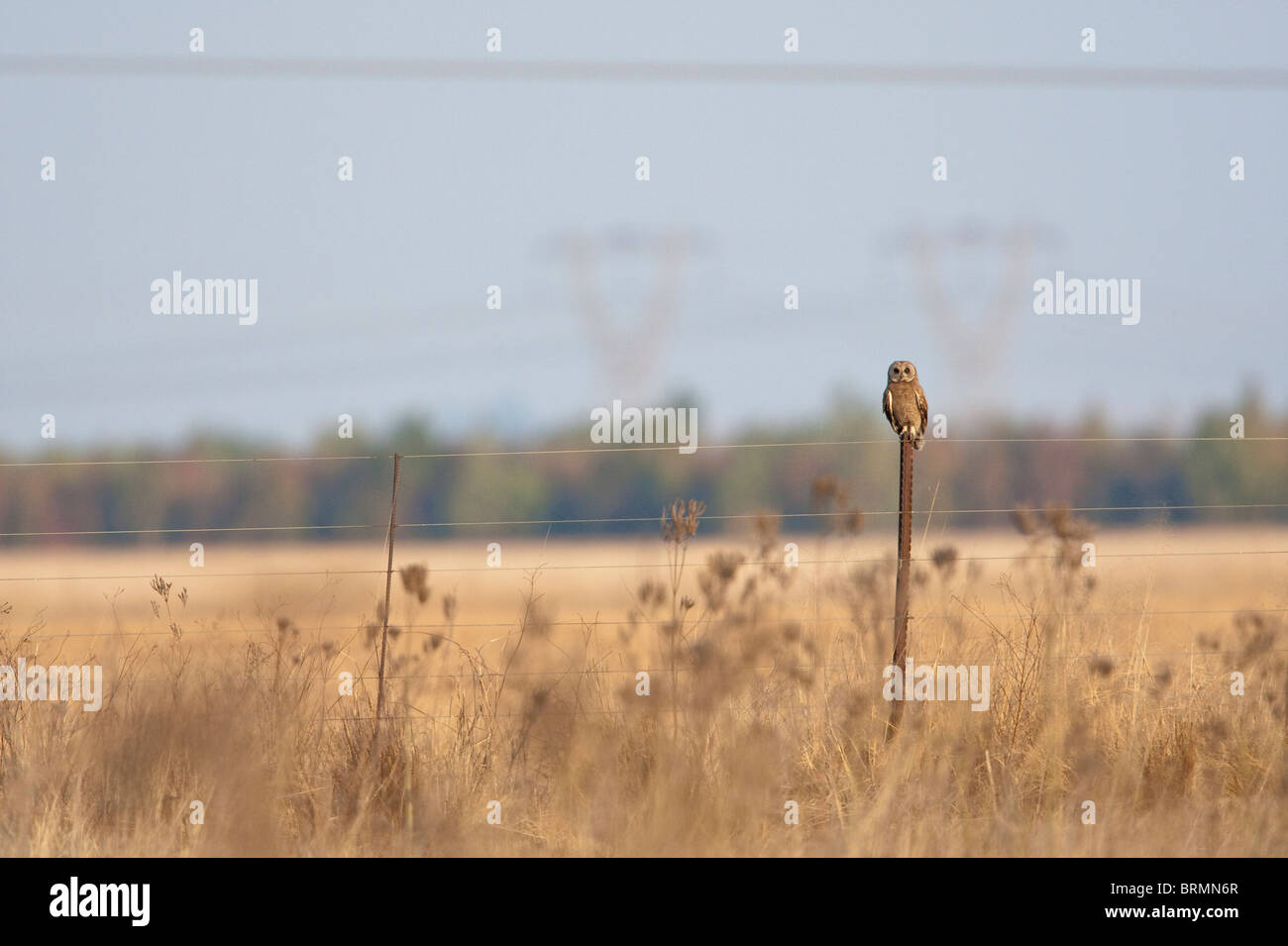 Marsh Owl appollaiato su un recinto di filo con elettricità tralicci in background Foto Stock