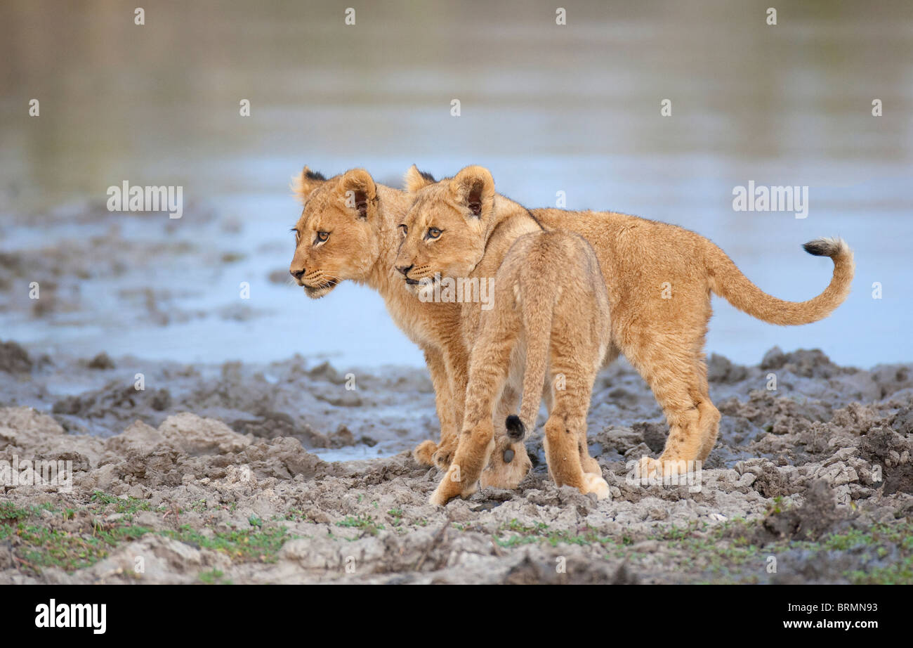 Due Lion cub insieme in piedi vicino a un fiume fangoso Foto Stock