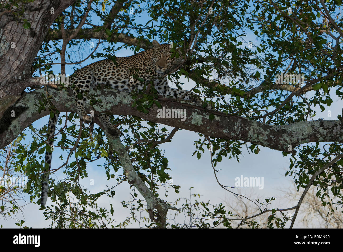 Vista dal basso di un Leopard giacente su di un ramo tra le fronde Foto Stock