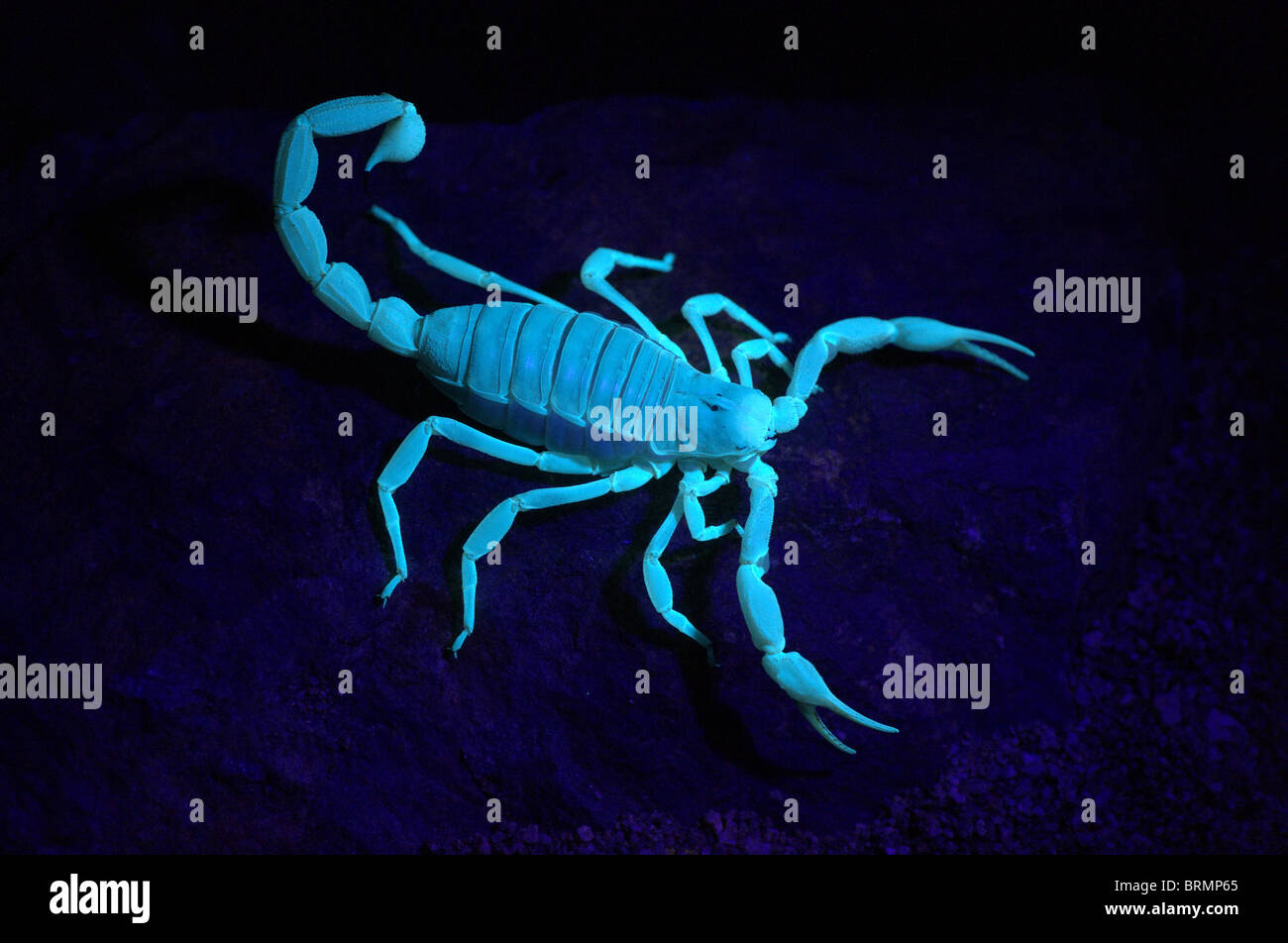 Giant Hairy Scorpion fluorescente sotto la luce nera di notte. Foto Stock