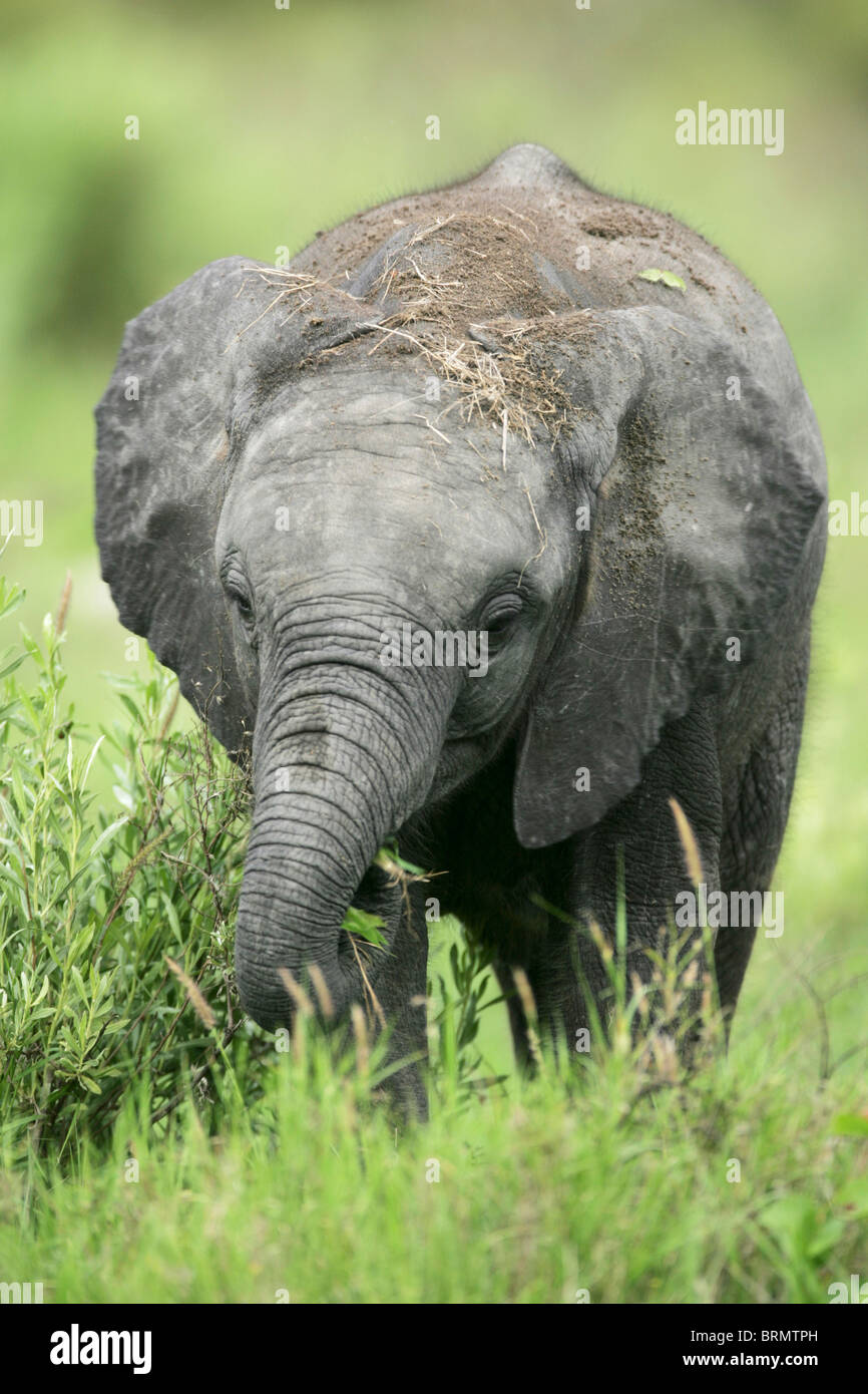 Un giovane elefante rovistando per alimenti Foto Stock