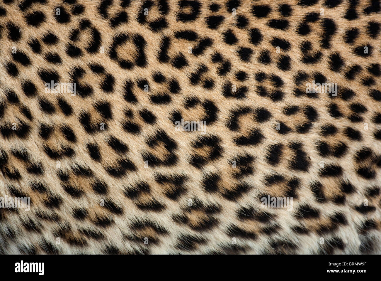 Close-up di pelle di leopardo Foto Stock