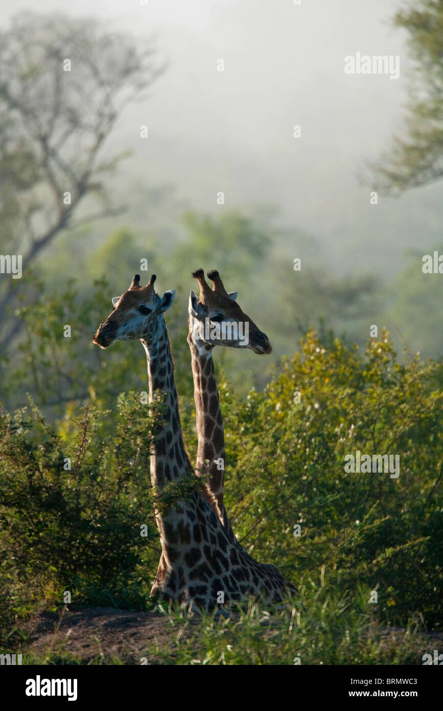 La giraffa coppia in piedi in fitti boschi Foto Stock