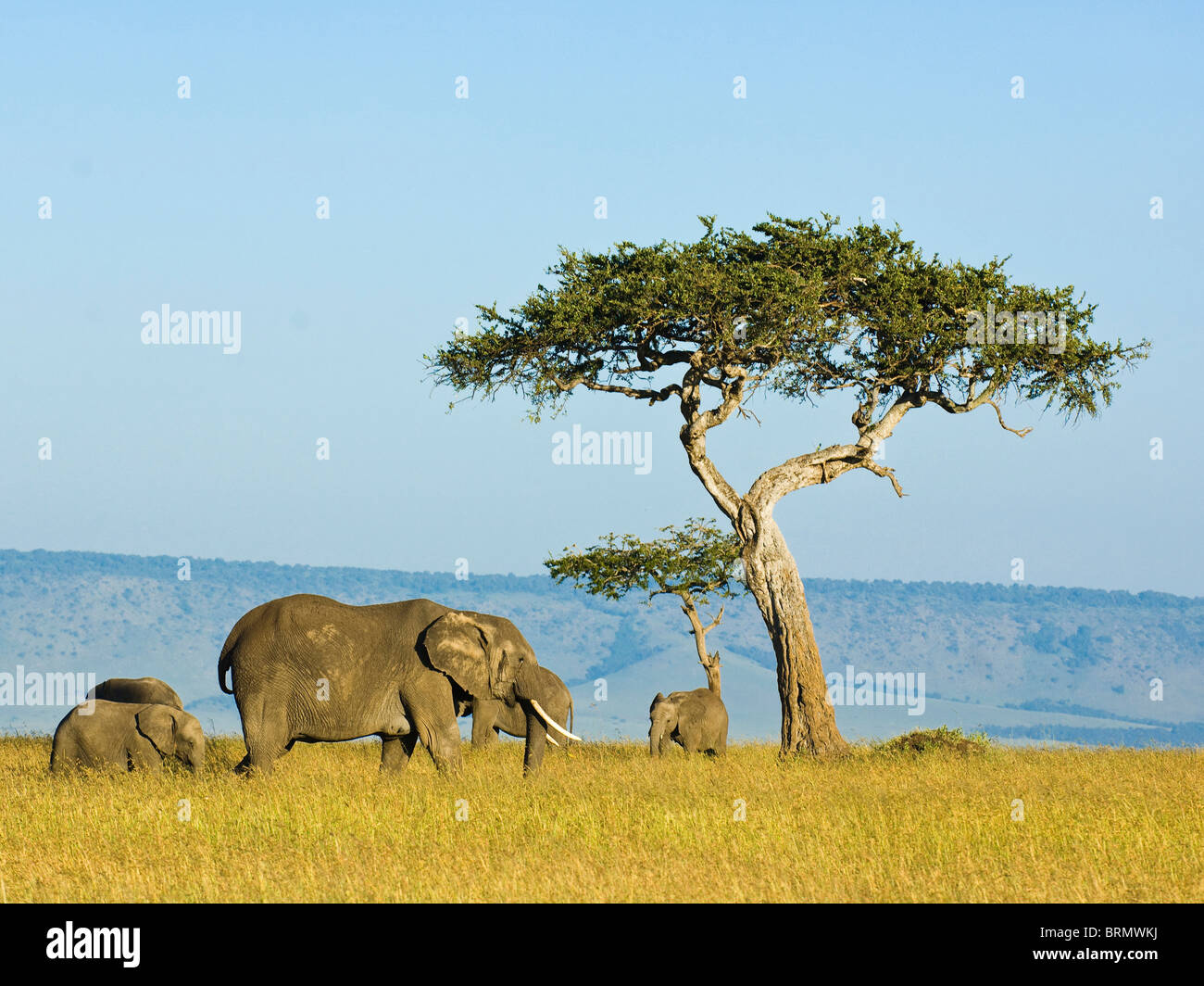 Un piccolo branco di elefanti africani (Loxodonta africana) alimentazione nelle praterie con un lone tree in background Foto Stock