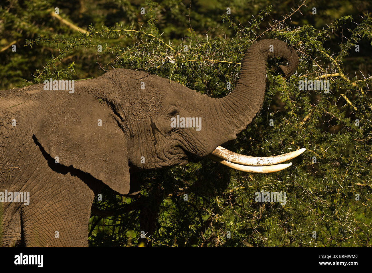 Elefante africano (Loxodonta africana) utilizzando il suo tronco di avanzamento off thorn boccole Foto Stock