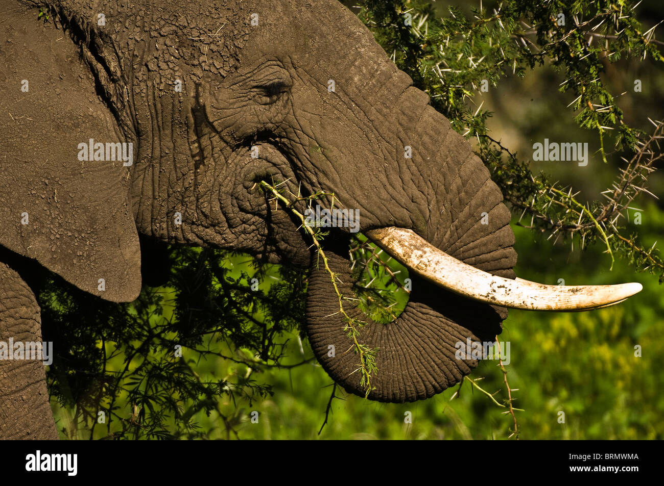 Elefante africano (Loxodonta africana) con il suo tronco rannicchiato nella sua bocca mangiare thorn filiali Foto Stock