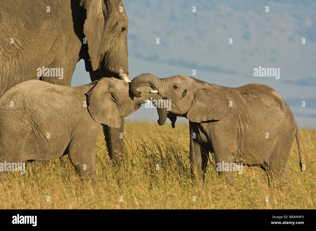 Elefante africano (Loxodonta africana) vitelli intrecciarsi di tronchi in piedi accanto ad un elefante per adulti Foto Stock