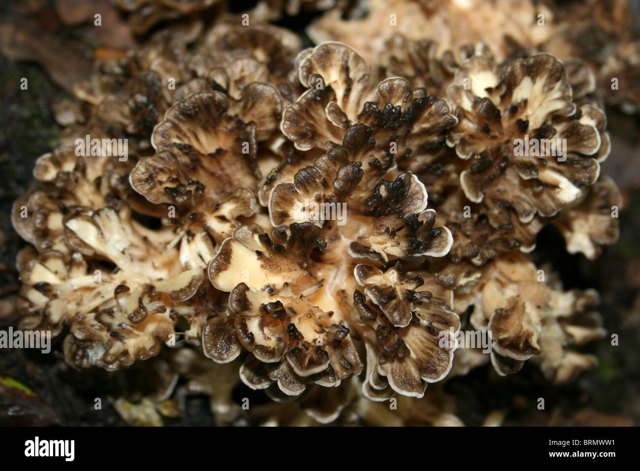 Gallina-di-il-boschi in dettaglio Grifola frondosa prese a Dibbinsdale LNR, Wirral, Regno Unito Foto Stock
