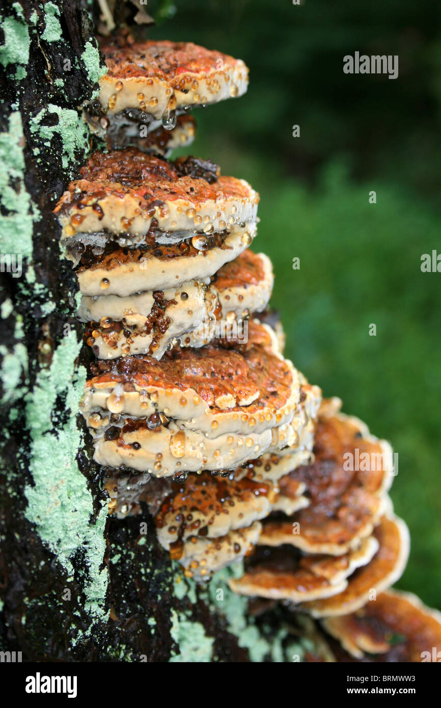 Staffa di ontano funghi Inonotus radiatus prese a Dibbinsdale LNR, Wirral, Regno Unito Foto Stock