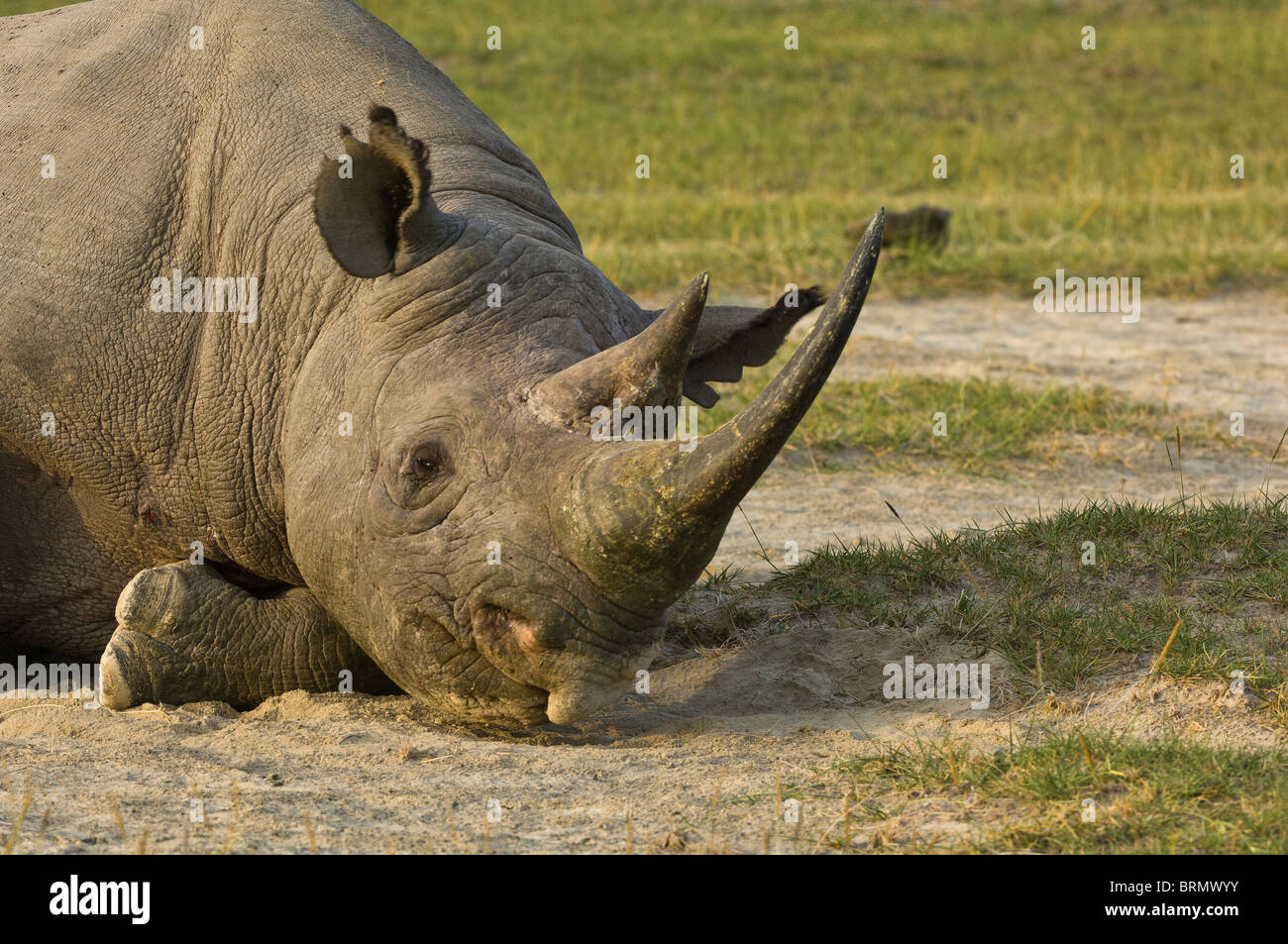 Un ritratto di un rinoceronte nero (Diceros simum michaeli) East African sub-specie, sdraiato Foto Stock