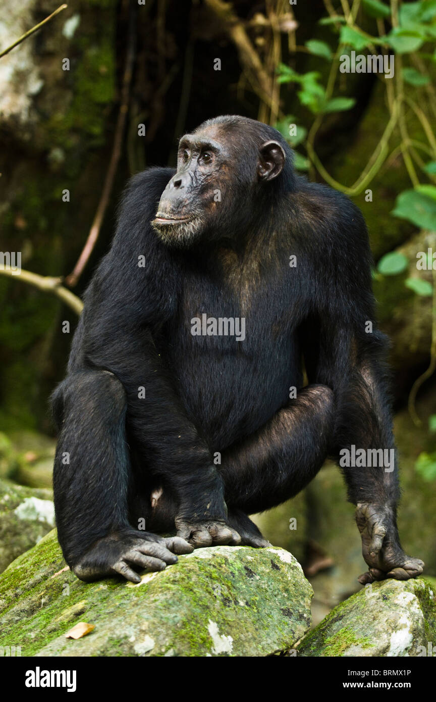 Un ritratto di uno scimpanzé (Pan troglodytes) Guardando sopra la sua spalla e seduto su un muschio coperto rock Foto Stock