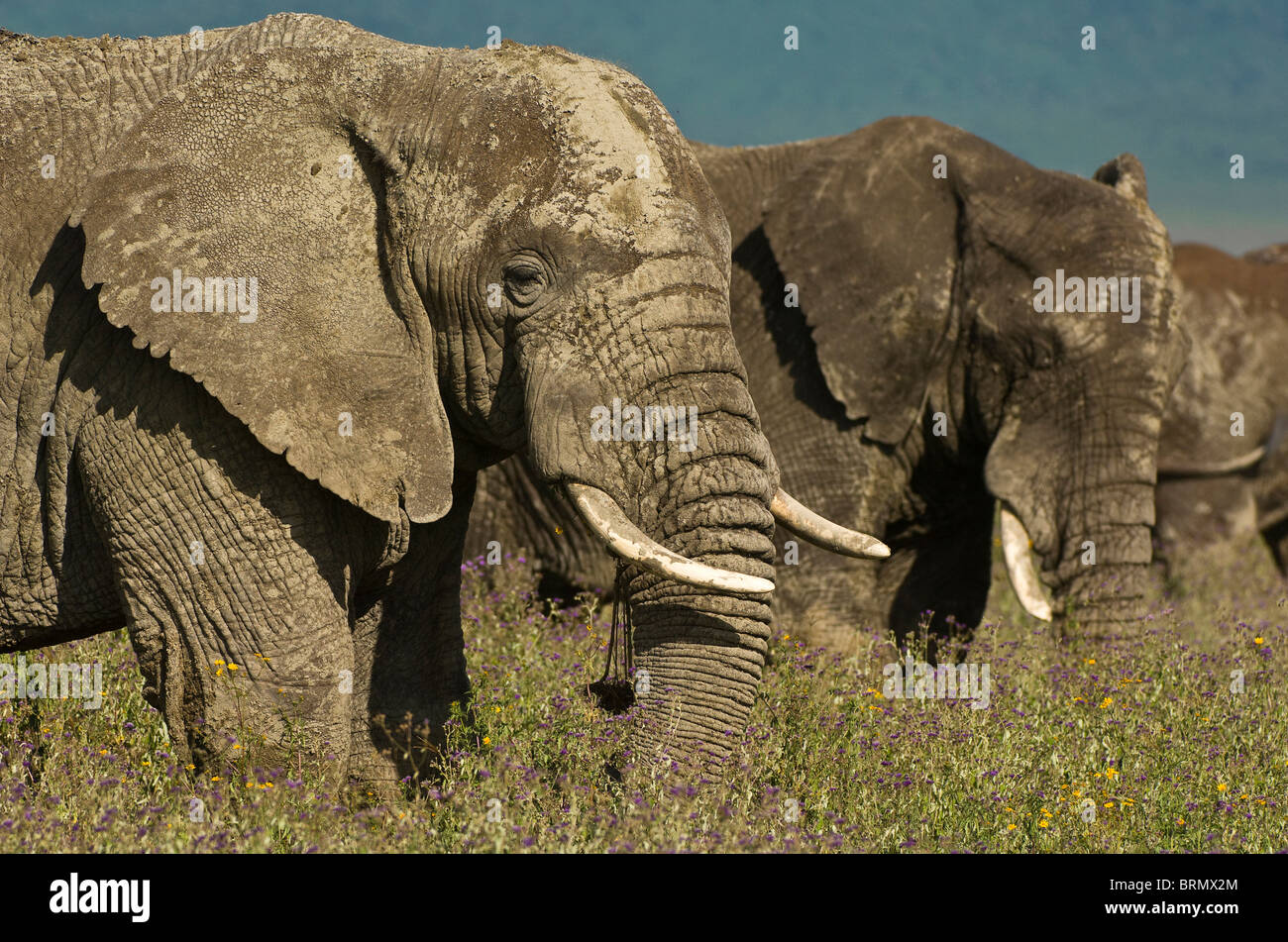 Il fango è spruzzato sulle elefante africano (Loxodonta africana) tori in piedi a fianco a fianco e di alimentazione Foto Stock