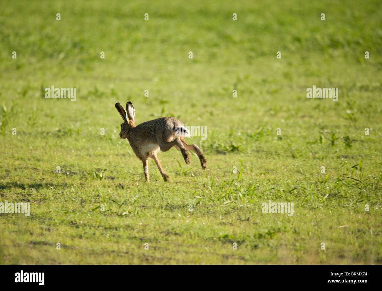Lepre europea o marrone (lepre Lepus europaeus) Foto Stock