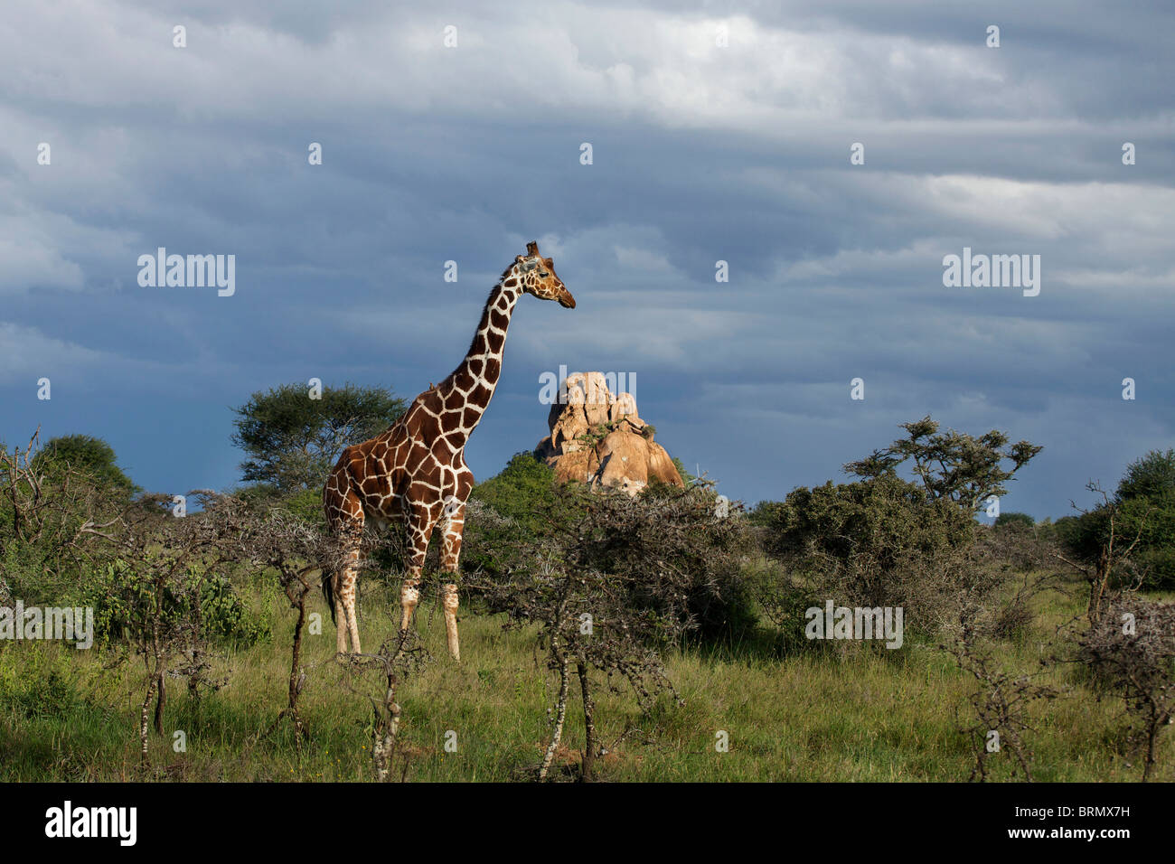 Maschio giraffa reticolato (Giraffa camelopardalis reticulata) in piedi nella prateria aperta con nuvole temporalesche raccolta Foto Stock
