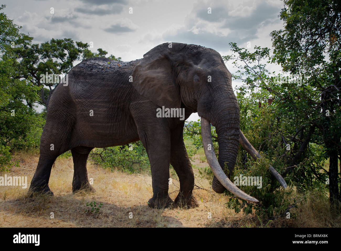 Grande elefante africano (Loxodonta africana) tusker Hlanganini alimentazione di mopane veld Foto Stock
