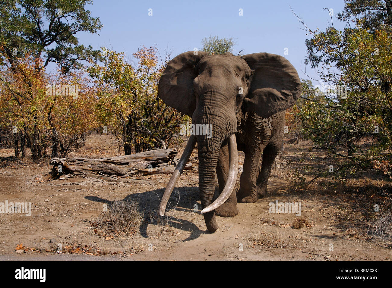 Grande elefante africano (Loxodonta africana) tusker Hlanganini in Mopane veld durante la stagione secca Foto Stock