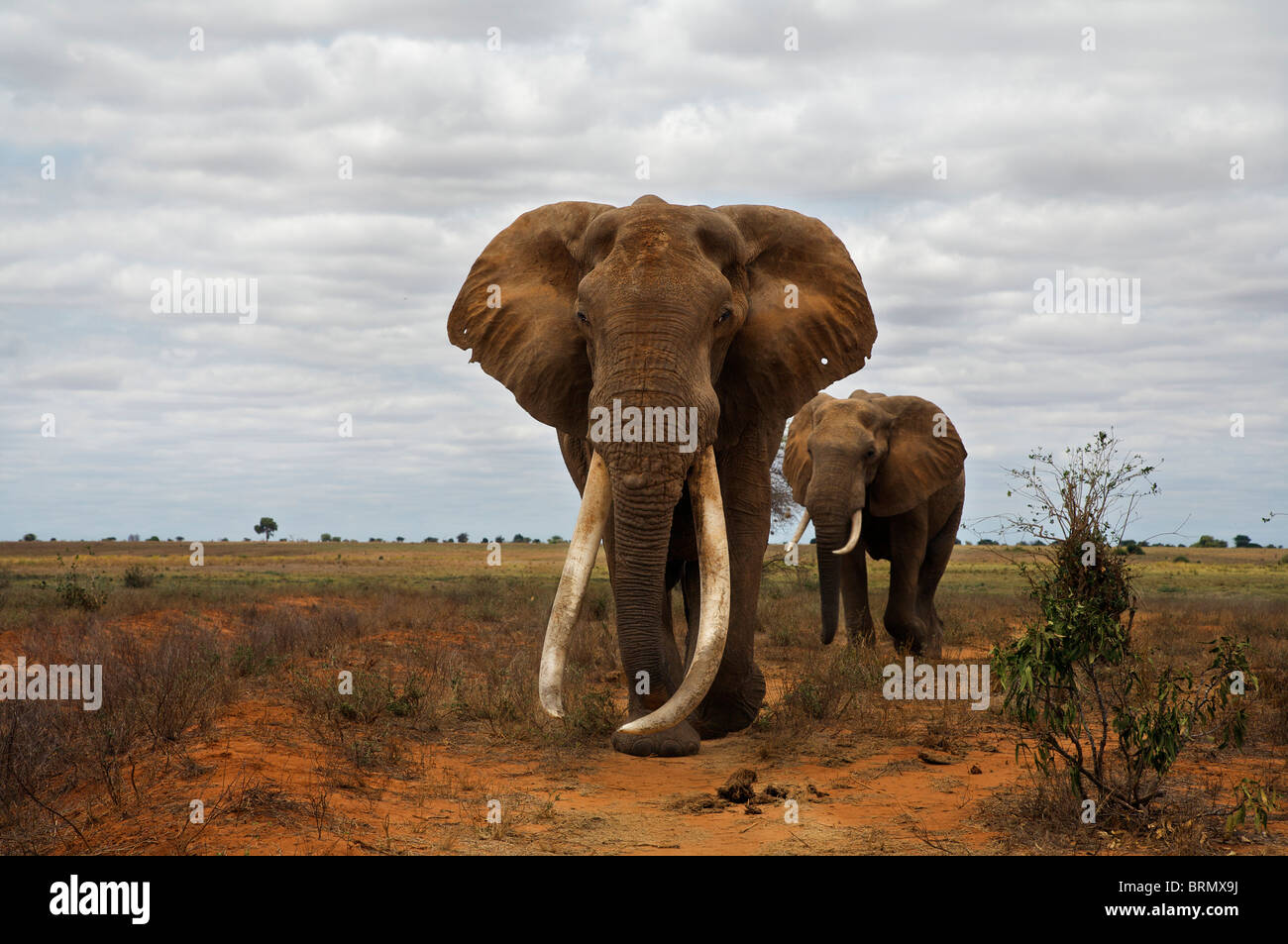 Vista frontale di un elefante africano (Loxodonta africana) tusker essendo seguita da un altro durante la stagione secca Foto Stock