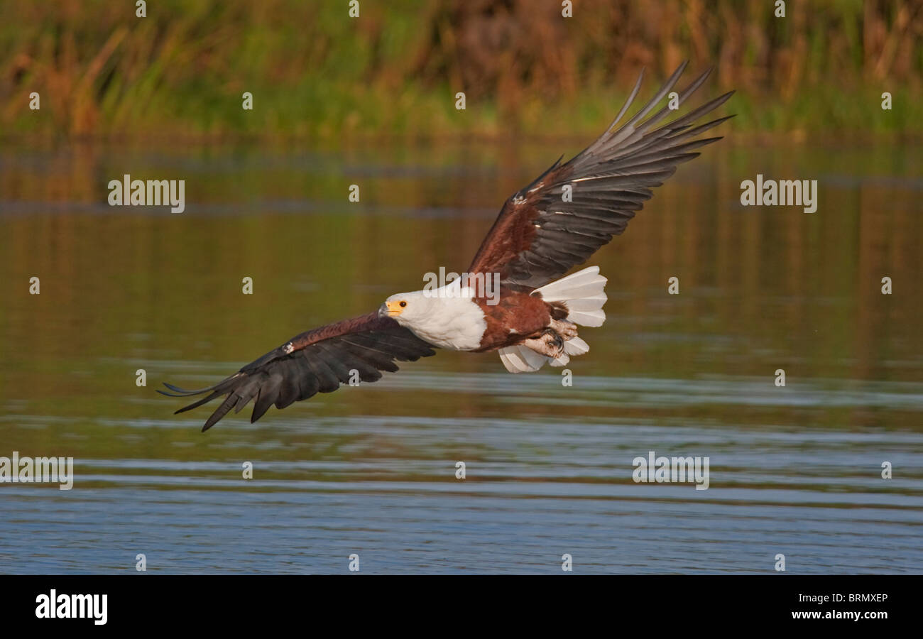 African fish eagle piombando giù sopra l'acqua Foto Stock