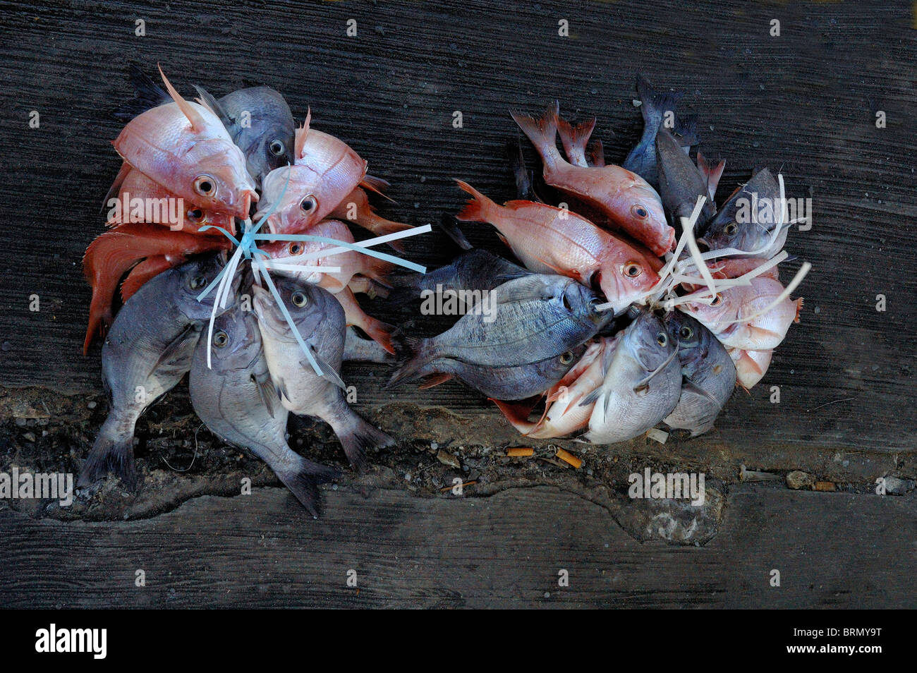 Un volume di catture di rosa e grigio pesci legati insieme Foto Stock