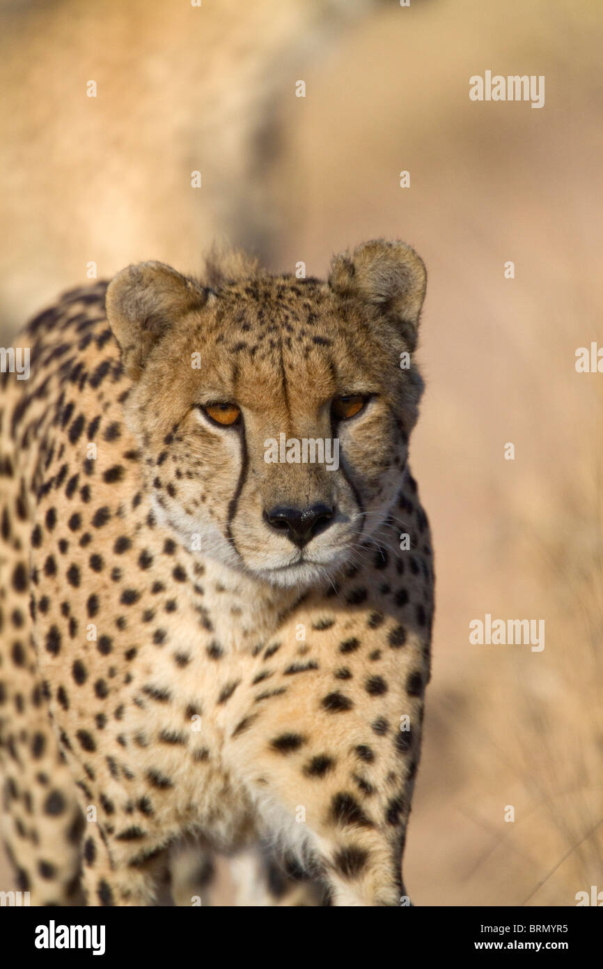 Vista frontale di un ghepardo a piedi Foto Stock