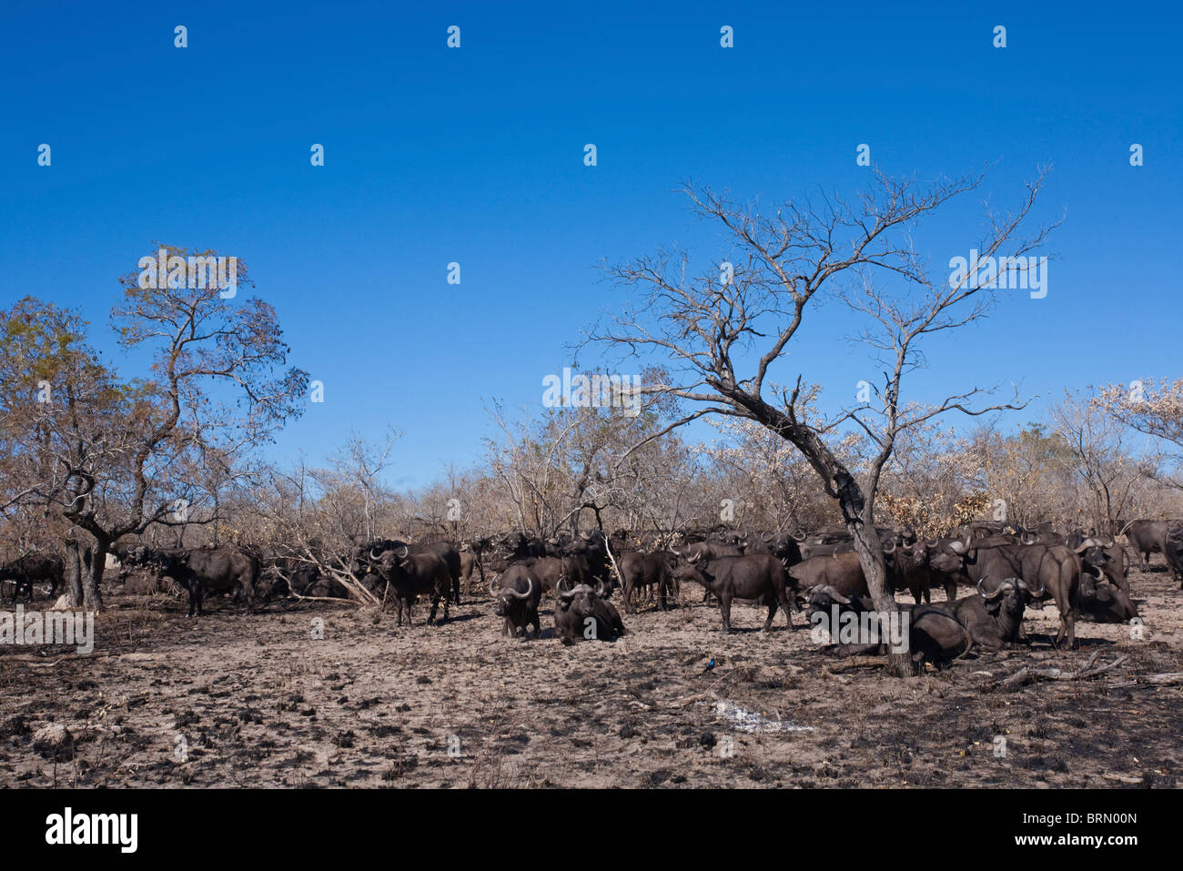 Ampio angolo di visione di una mandria di bufali in piedi intorno in bruciato veld durante la stagione secca Foto Stock