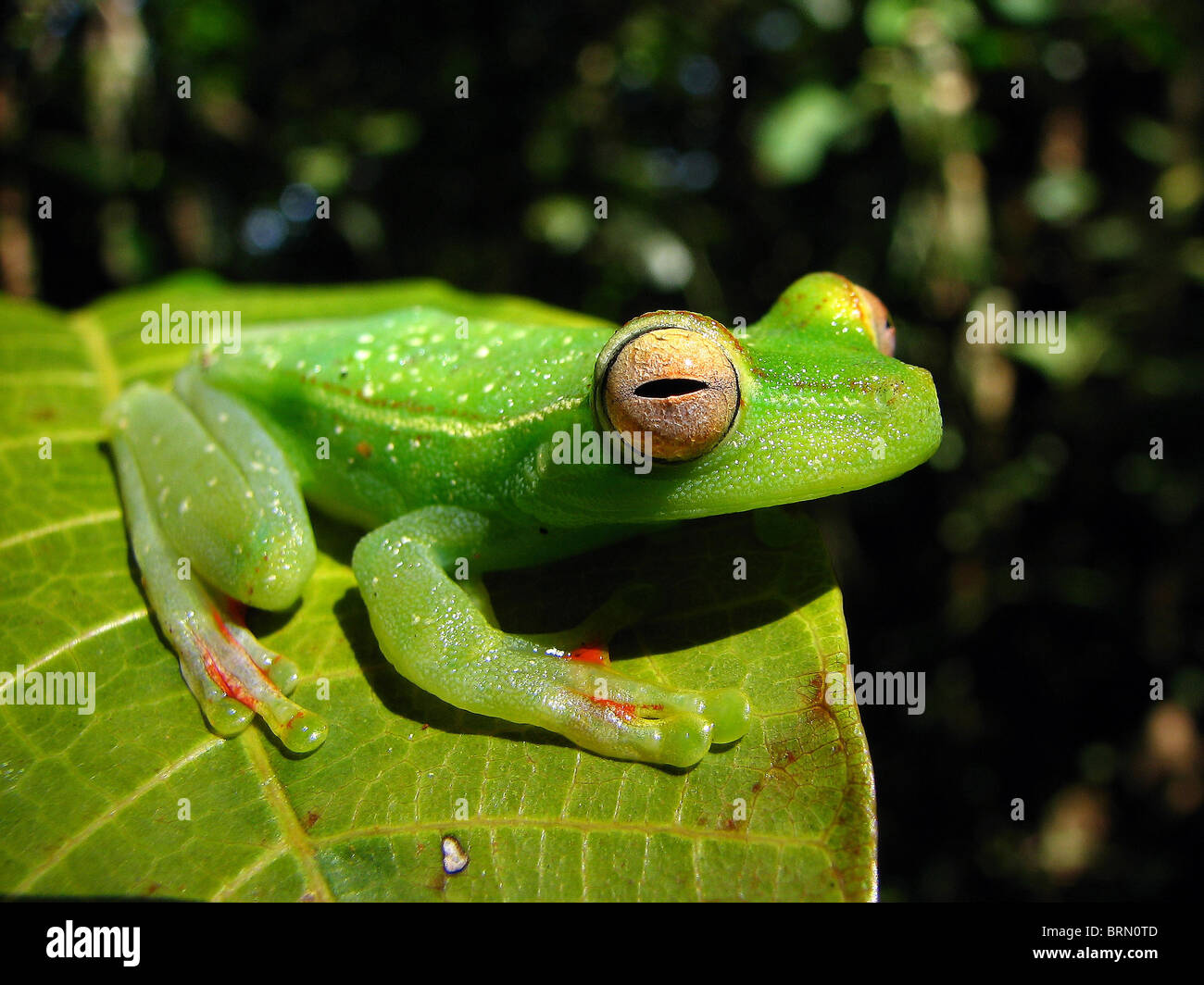 Un Scarlet Palmati Treefrog in Costa Rica Foto Stock