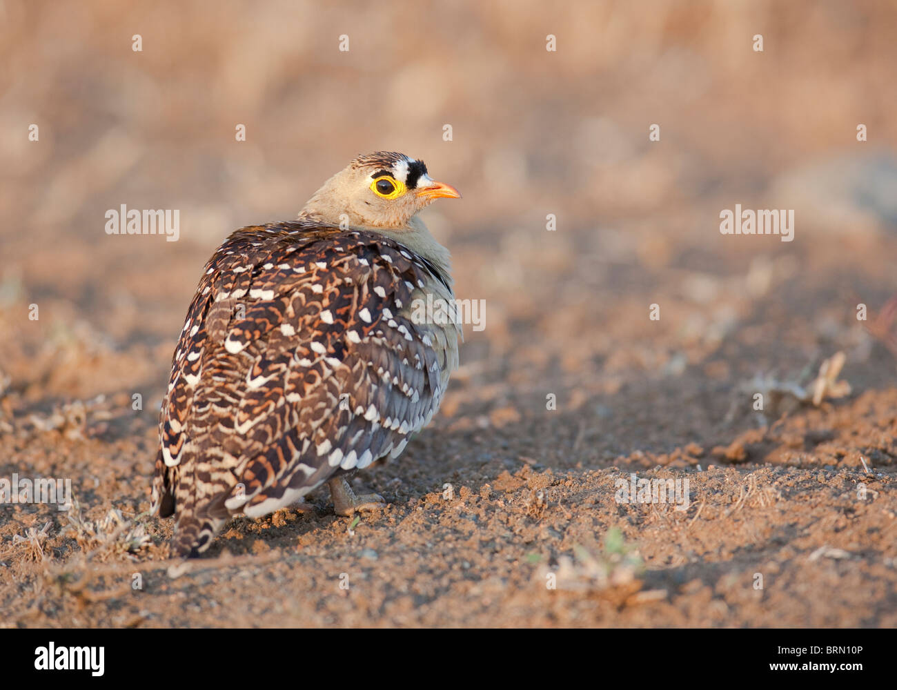 Doppia Sandgrouse nastrati appollaiato sul terreno Foto Stock