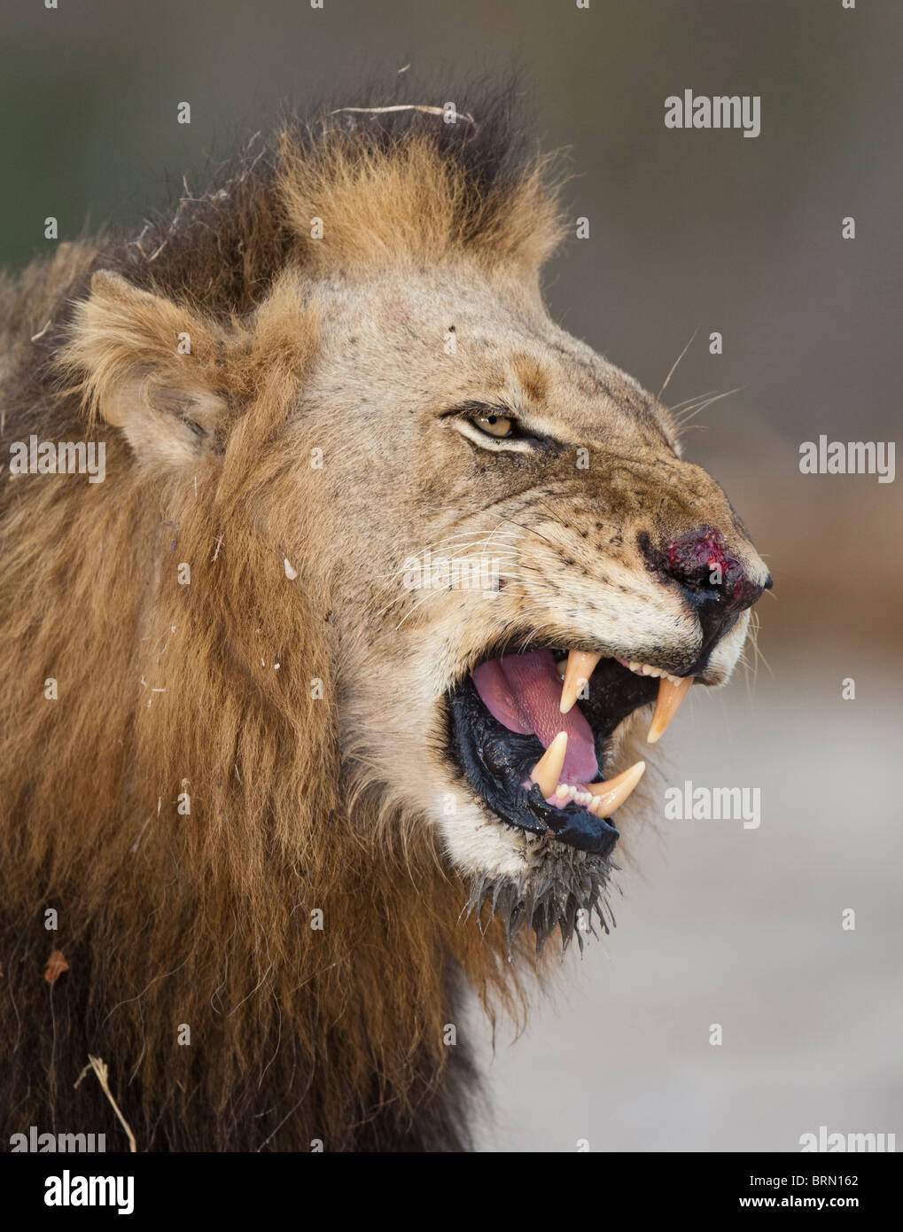 Un ritratto di un leone con una sanguinosa naso ululano Foto Stock