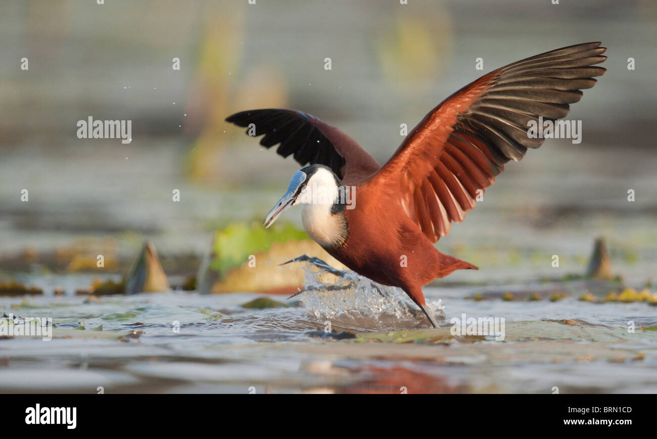 Jacana africana con la sua ala proteso la preparazione per il volo Foto Stock