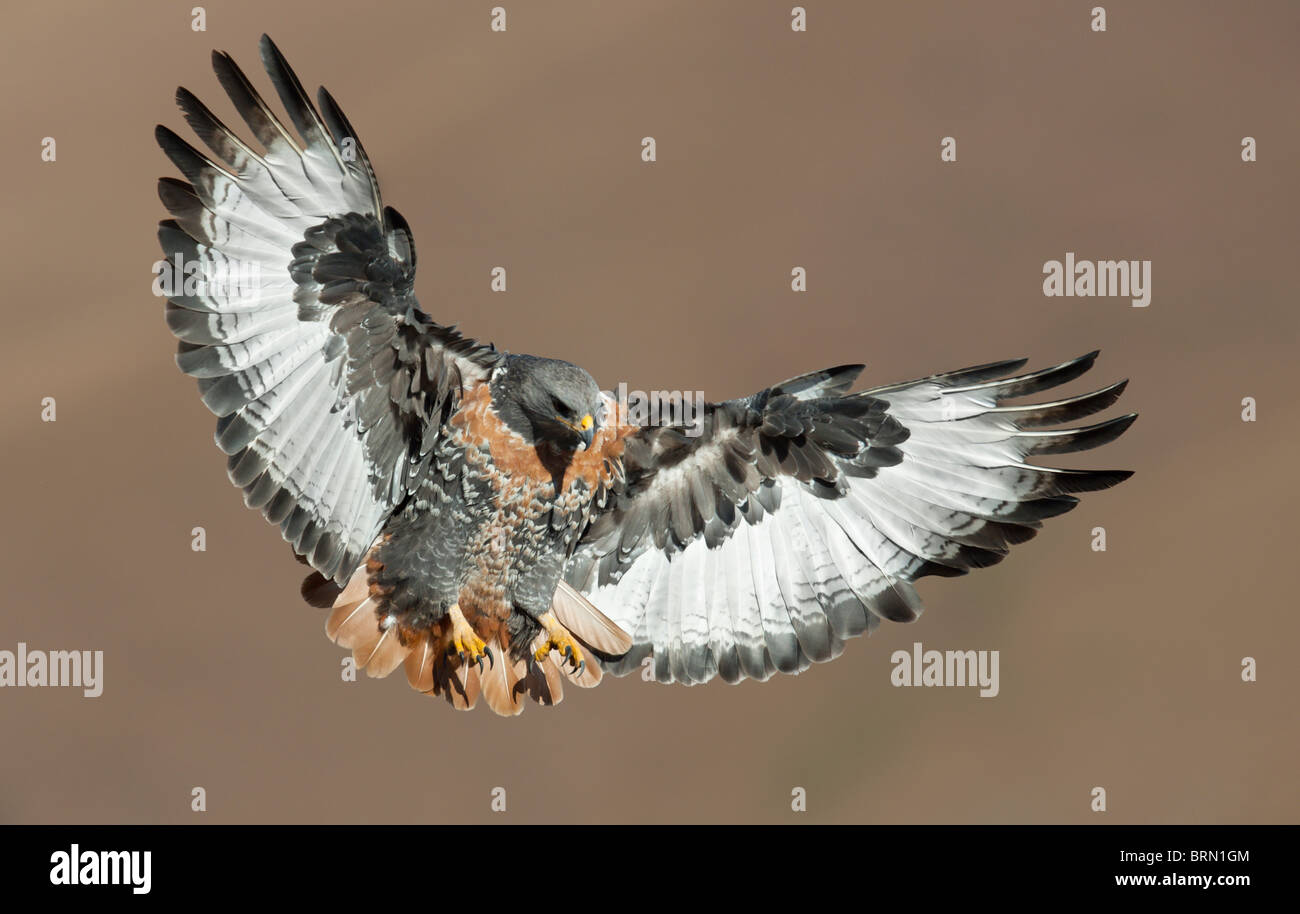 Jackal Buzzard con le sue ali e le gambe estese la preparazione a terra Foto Stock