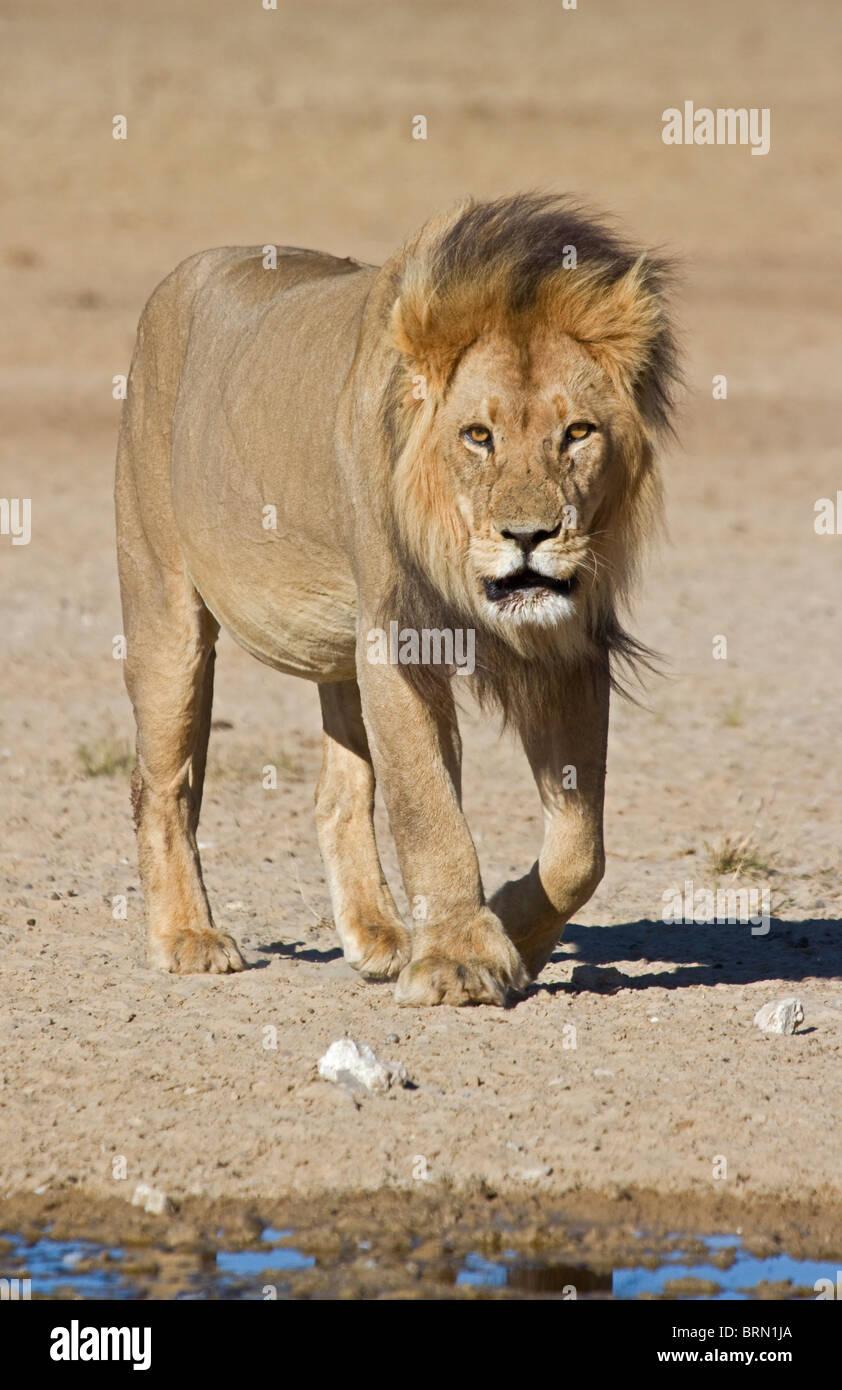 Un grande maschio lion provenienti per una bevanda di acqua Foto Stock