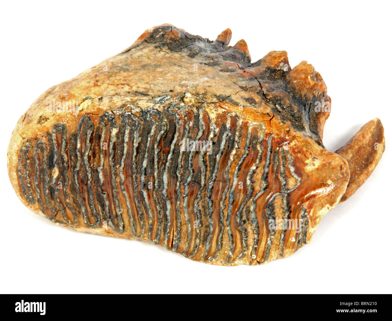Mammuthus primigenius (dente superiore da un mammut lanosi) 40.000 anni raccolti dal Mare del Nord, vicino i Paesi Bassi Foto Stock