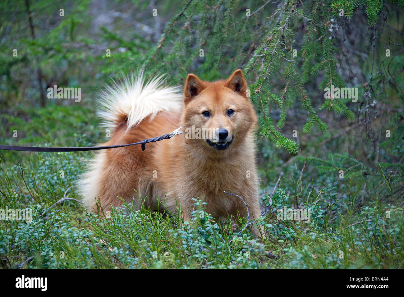 Nordic Spitz, spitz finlandese (Canis lupus familiaris), utilizzato nella caccia agli uccelli. Foto Stock