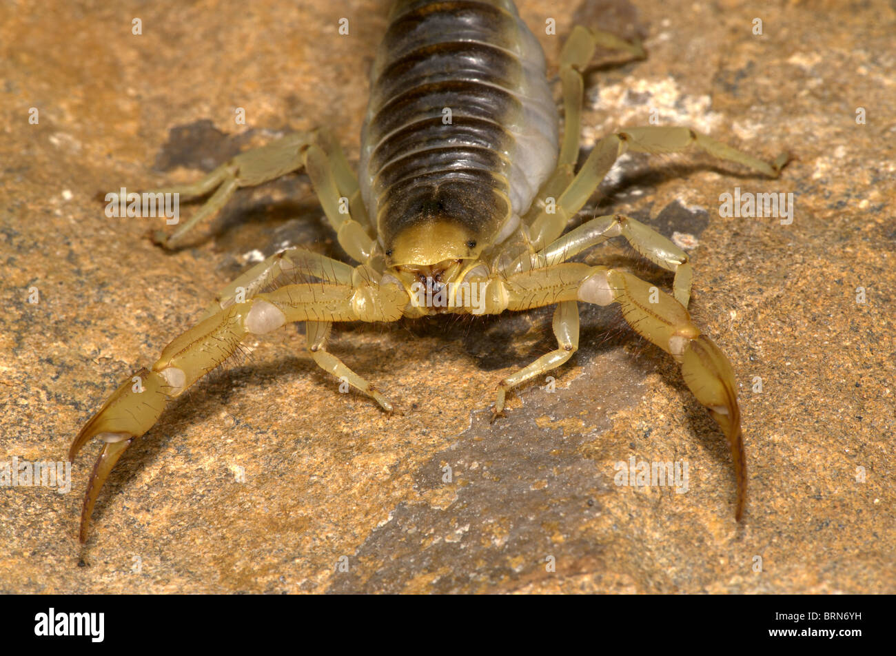 Giant Hairy Scorpion Foto Stock