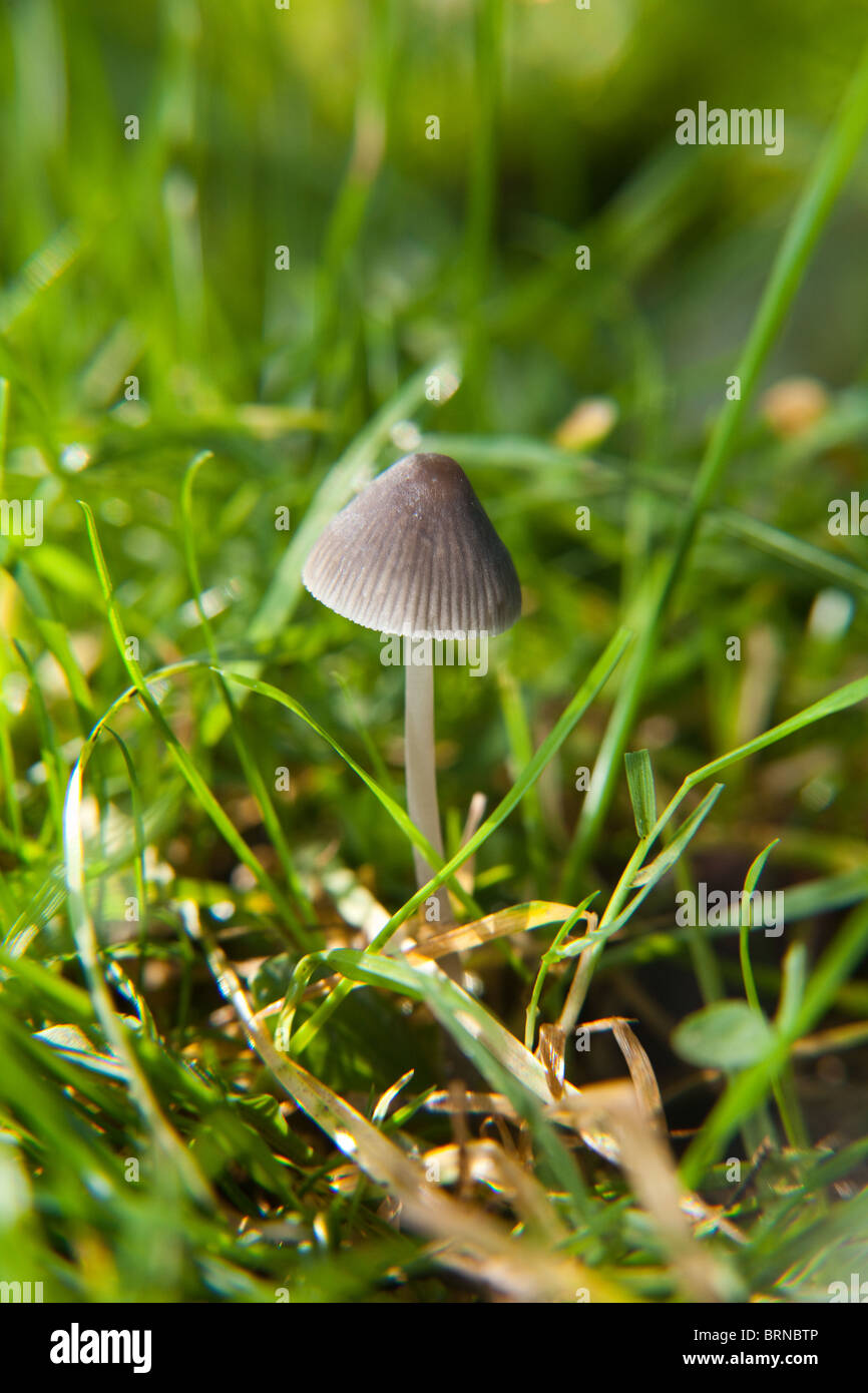 Magic Mushroom (Psilocybe semilanceata) noto anche come 'Liberty Cap' funghi, Hampshire, Inghilterra. Foto Stock