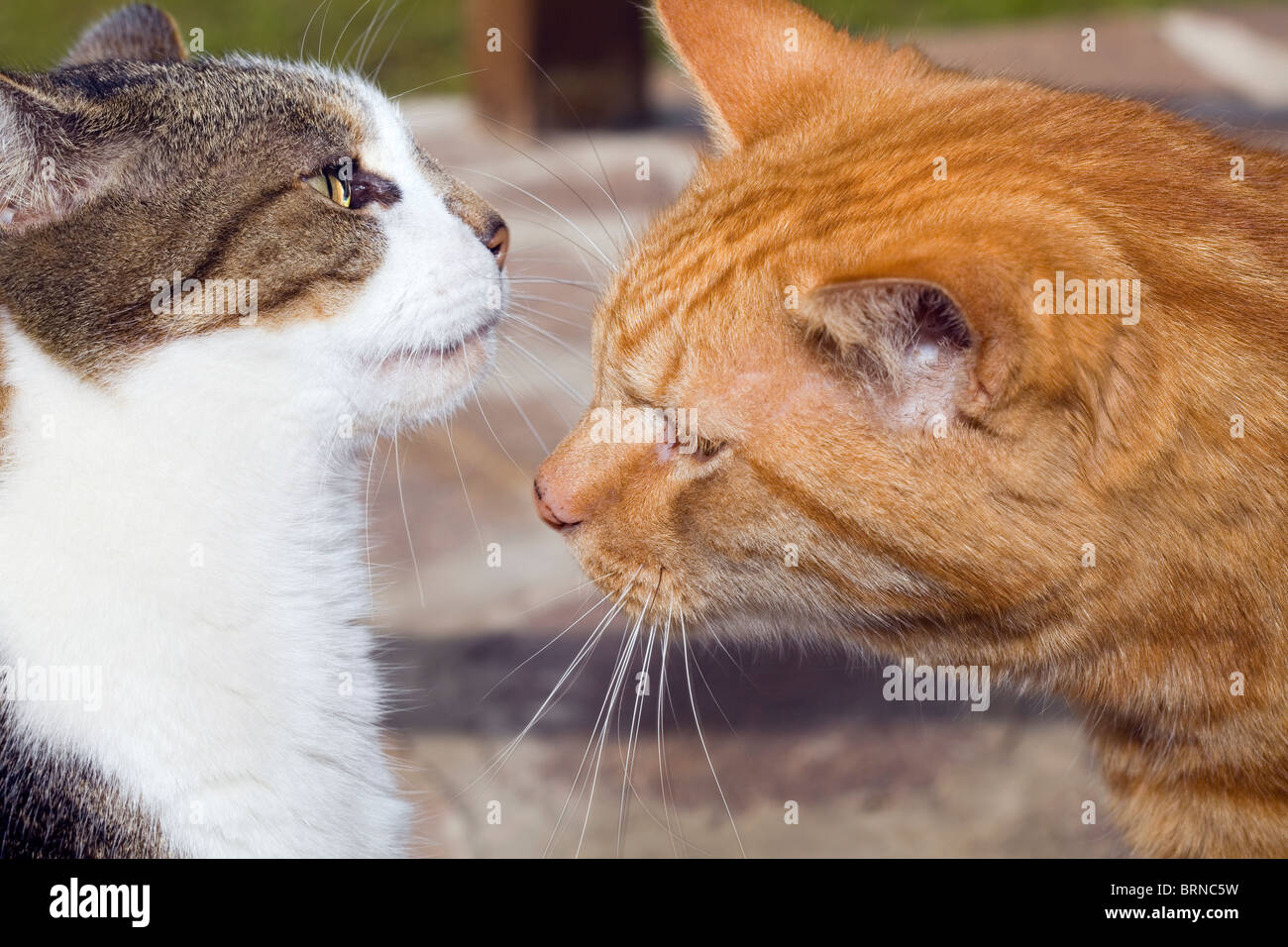 Due gatti domestici Foto Stock