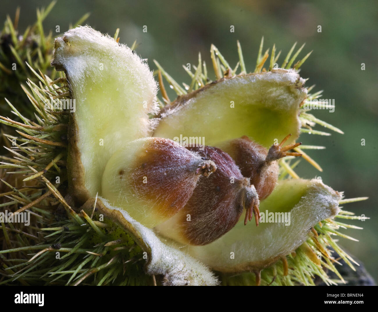 I dadi di un castagno (Castanea sativa). L'immagine mostra i tre dadi all'interno della lolla spinoso. Foto Stock