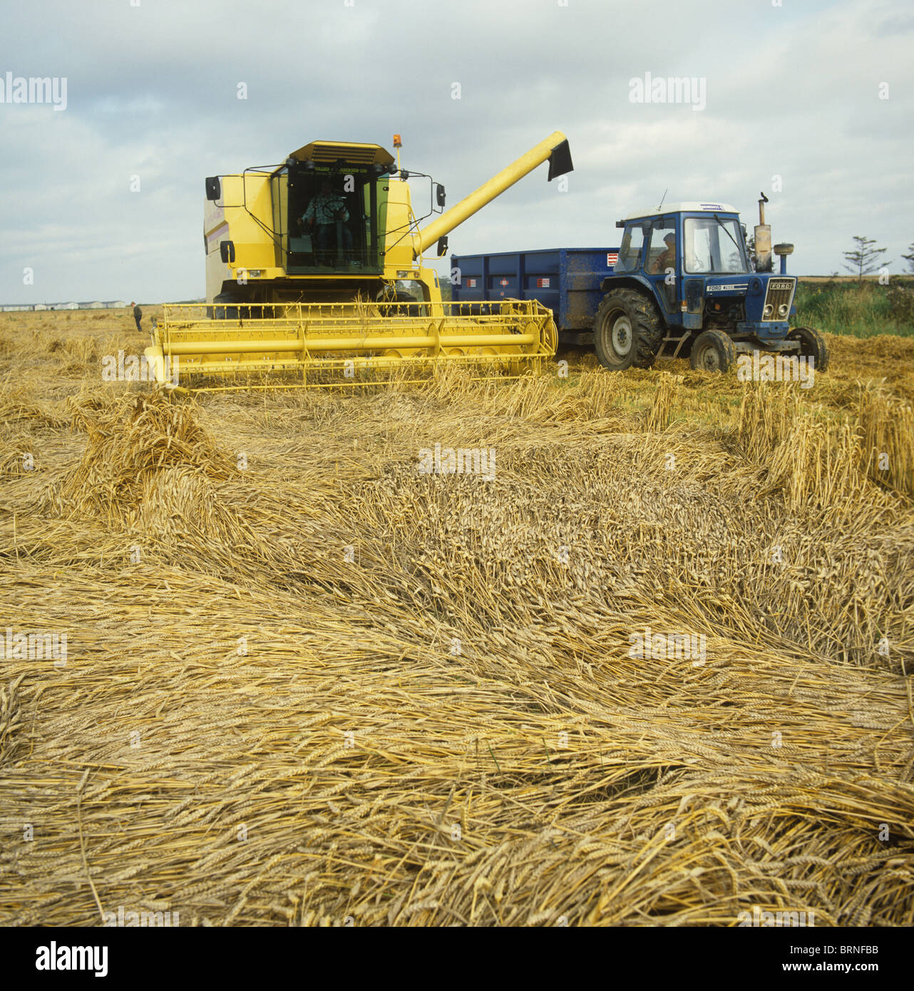 New Holland mietitrebbia tenta di raccolta presentate gravemente il raccolto di grano Foto Stock