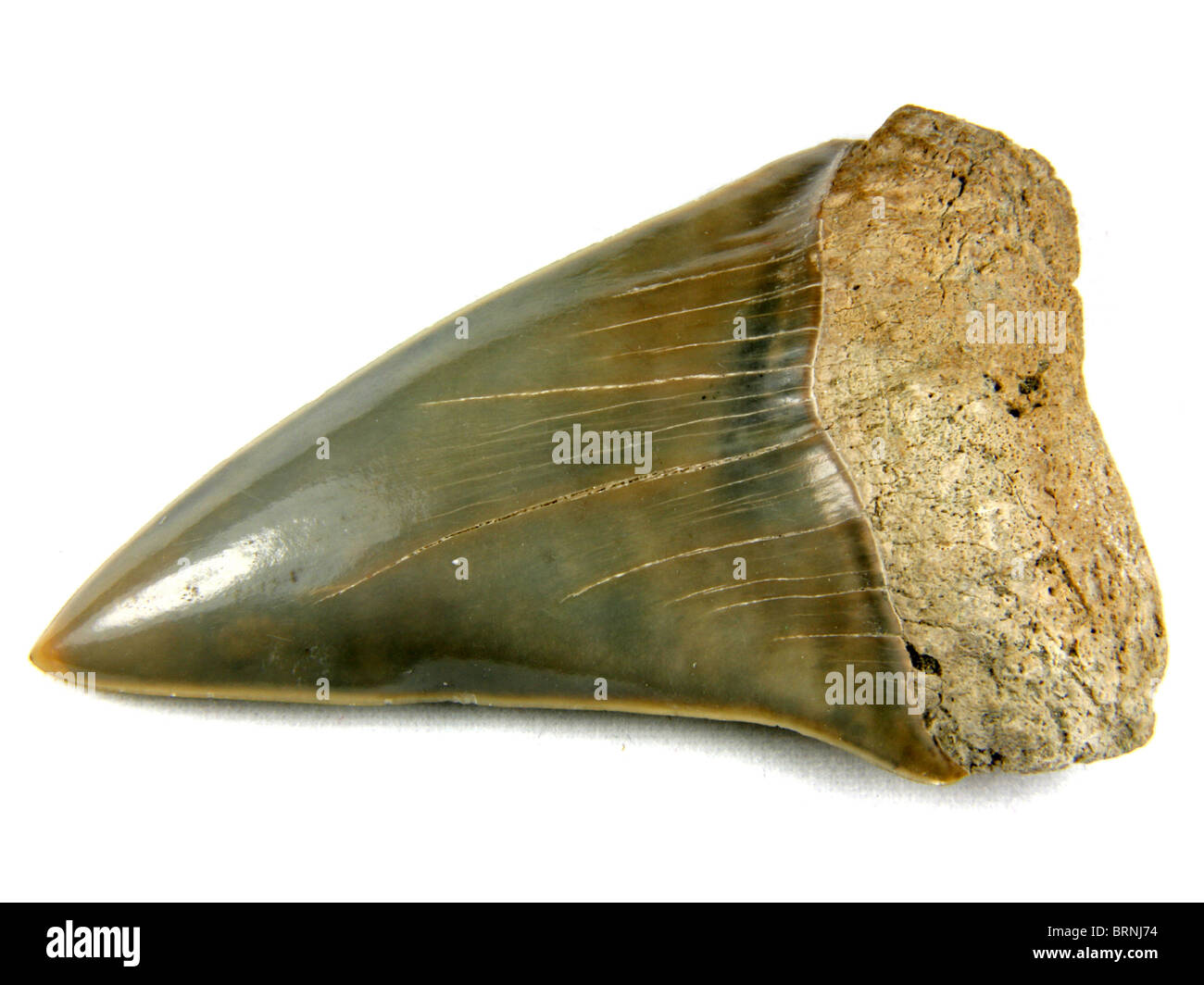 Fossile di squalo mako dente (Isurus hastalis) 4 milioni di anni raccolti da Aurora, Carolina del Nord Foto Stock