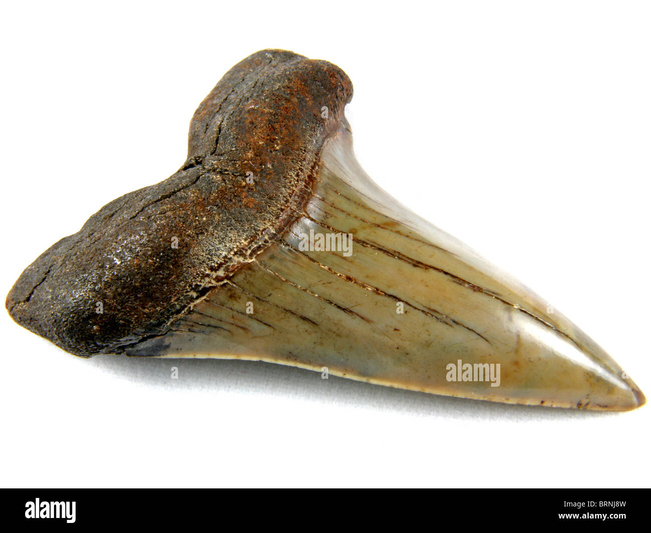 Fossile di squalo mako dente (Isurus hastalis-recente speciazione) 14 milioni di anni raccolti da Summerville, Carolina del Sud Foto Stock