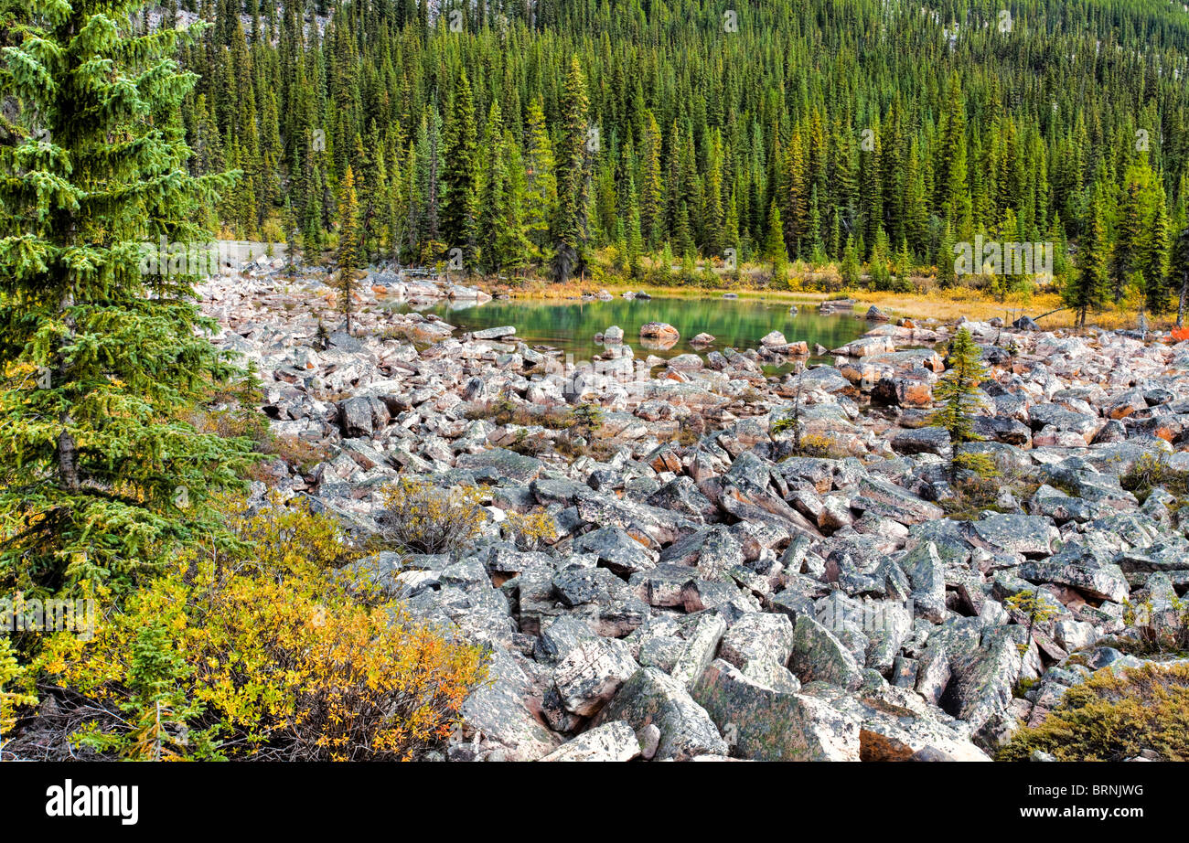 Campo di roccia, il Parco Nazionale di Jasper, Alta., Canada Foto Stock