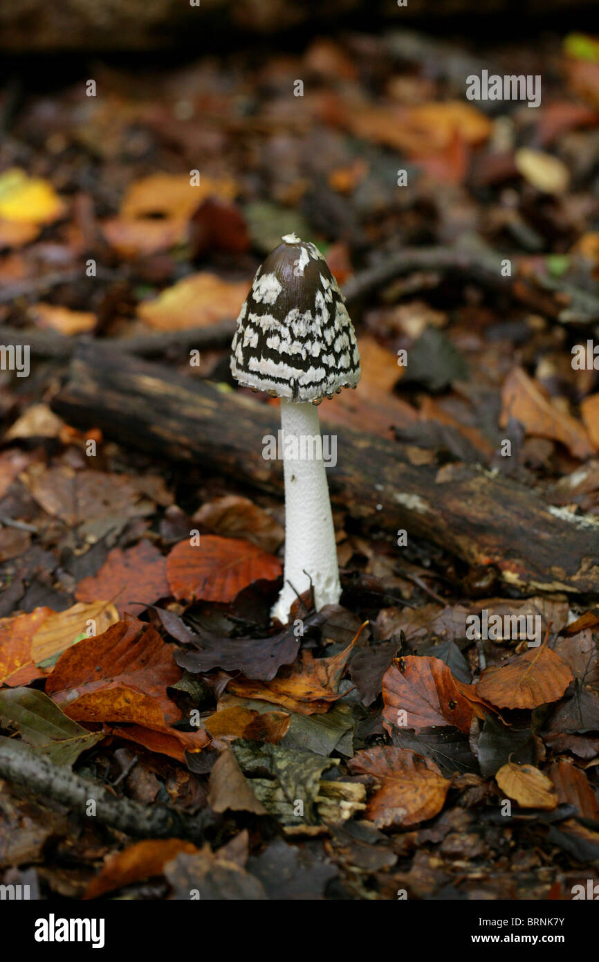 Gazza Inkcap fungo, Coprinopsis picacea, Psathyrellaceae Foto Stock