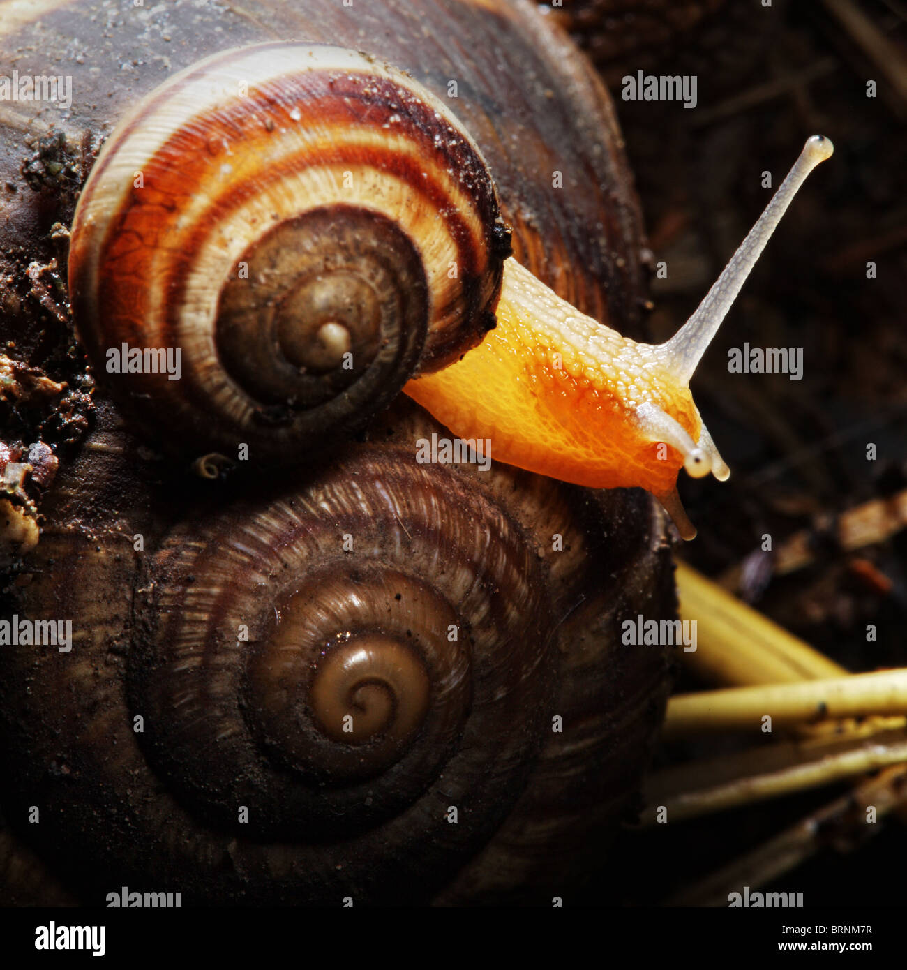 Splendidamente illuminato capretto lumaca seduto sulla sua madre Foto Stock