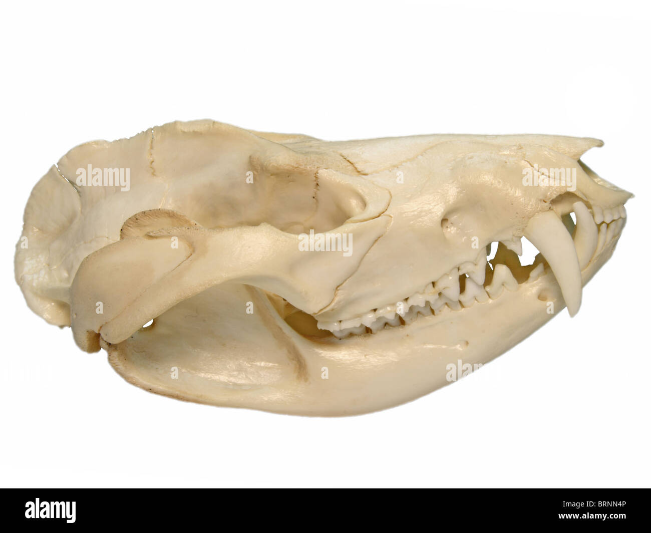 Virginia Opossum (Didelphis virginiana) cranio Foto Stock