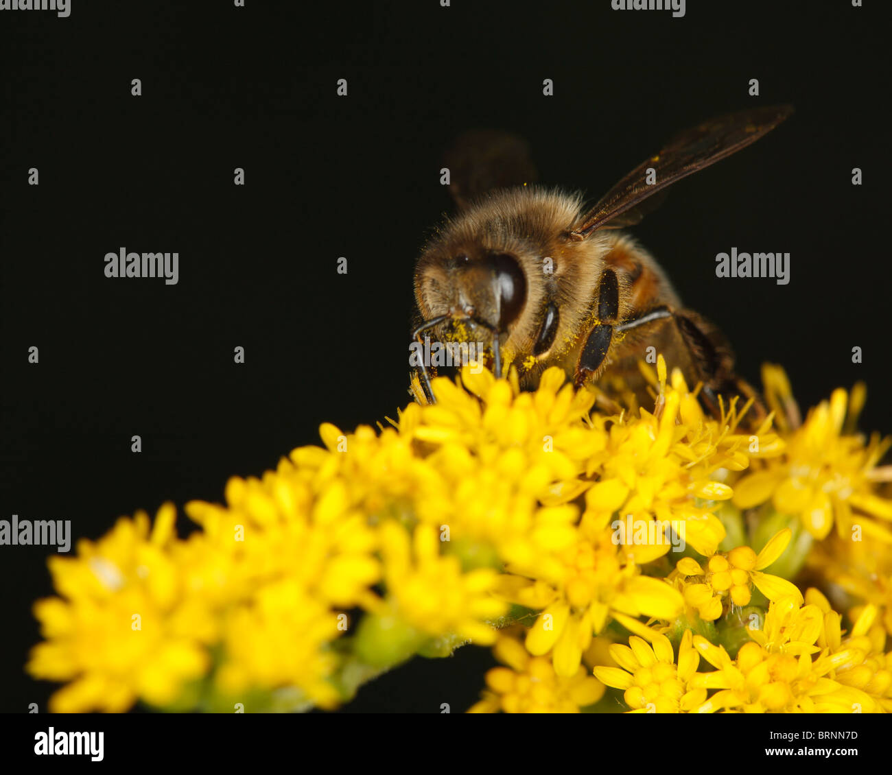 Il miele delle api alimentazione su un fiore giallo Foto Stock