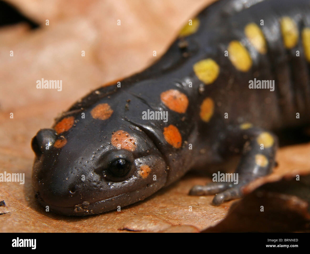 Salamandra pezzata (Ambystoma maculatum) Foto Stock