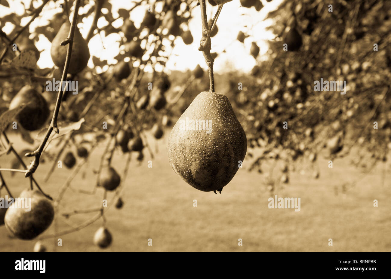 Pear Tree evidenziando una pera con il fuoco selettivo Foto Stock Pear Tree evidenziando una pera con il fuoco selettivo Foto Stock