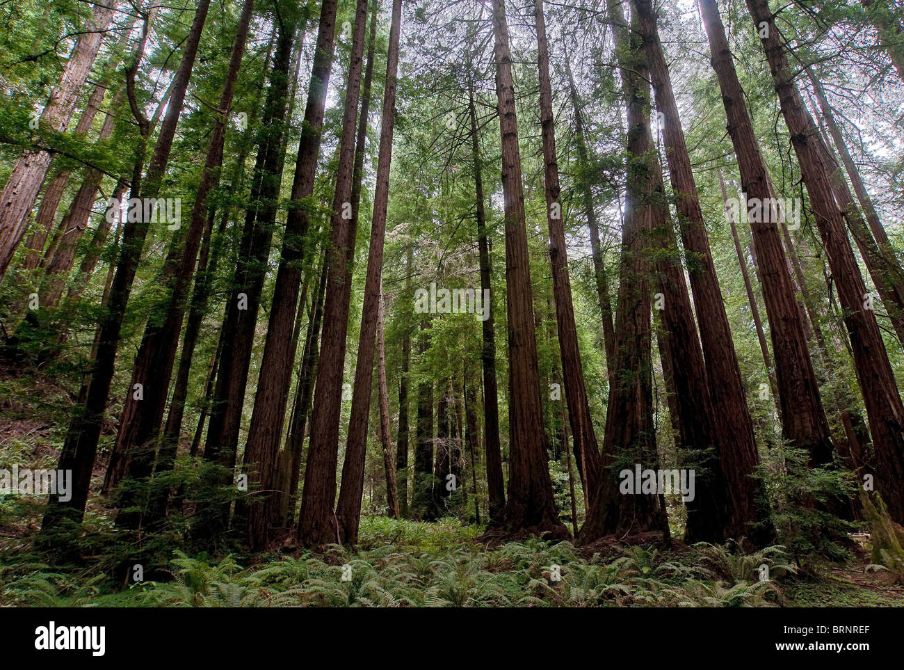 Vegetazione e Redwoods Costiere, Sequoia sempervirens, Muir Woods National Park, California, Stati Uniti d'America Foto Stock